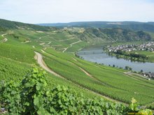 A Mosel vineyard so steep, machine harvesting is often infeasible. [By courtesy Dr. Peter Ruhrberg]
