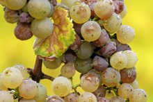 A bunch of botrytis-affected Riesling for dessert wine [by courtesy Wikipedia Encyclopedia]