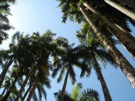Palmbomentuin Paramaribo