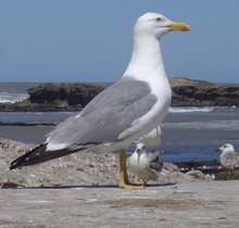 Les mouettes d'essaouira