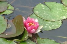 Nénuphar au jardin Majorelle