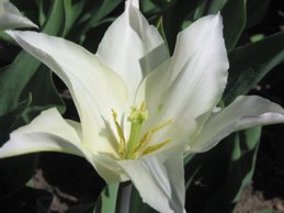Tulipa 2007