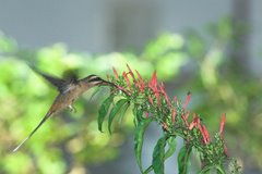 Scale-throated hermit