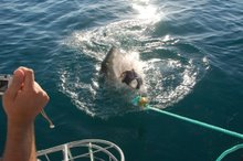 Great White Shark Chomping a Tuna Head