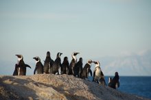 Penguin O'Plenty Near Cape Town