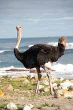 Ostrich at Cape of Good Hope