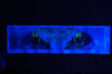 view on insect life in uv-light ruedi kuchen