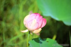 Juliette...Fleur de Lotus chinoise, en attente d'éclosion...