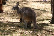 So, do Australians really eat kangaroos?