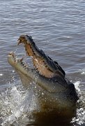 Crocodiles in Australia