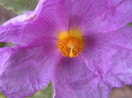 ladanum flower