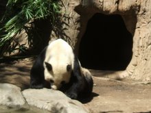 pandas at the san diego zoo