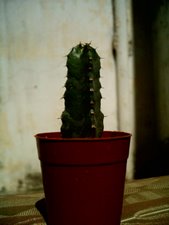 Euphorbia resinífera