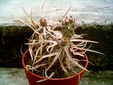 Tephrocactus articulatus papyracanthus