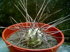 Teprhocactus aoracanthus