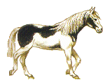 Horse of the Avesnois