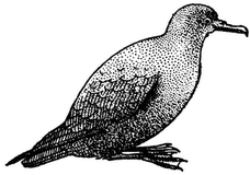 Horatio Marcus Mutton Bird