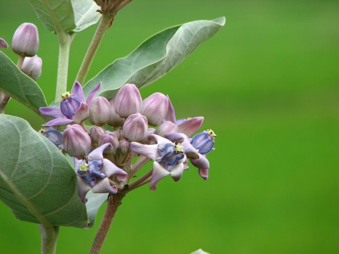 nice.. one of my first Macro shots