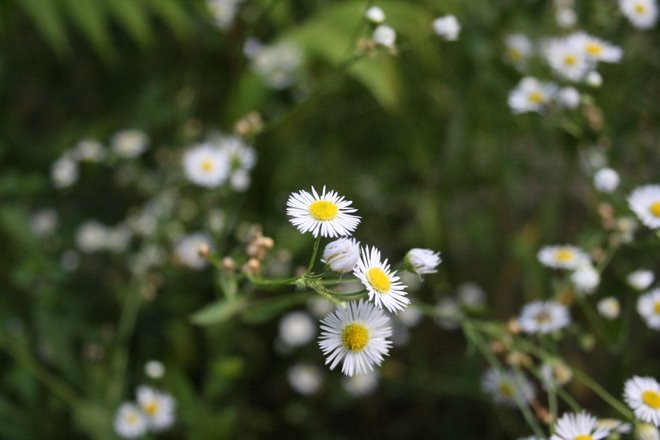 white flower