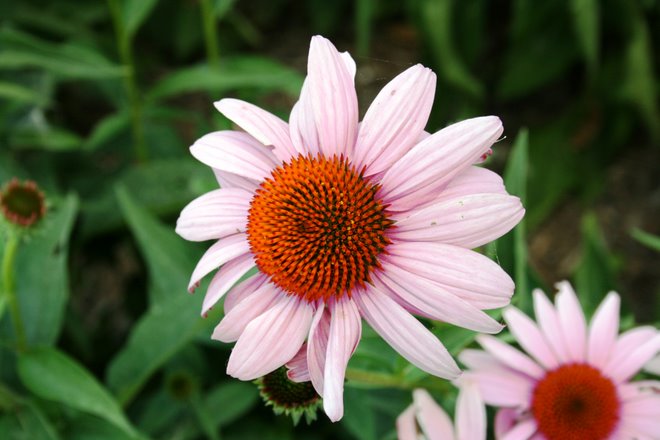 pink daliah...
