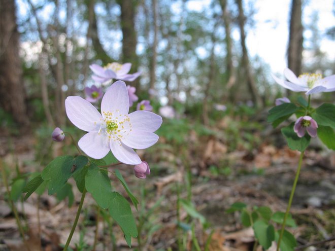Wild flowers....