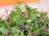 Radish Sprouts