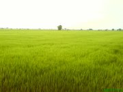 Green green paddy field in Sekinchan