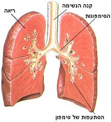 מבנה הריאות