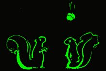 squirrels