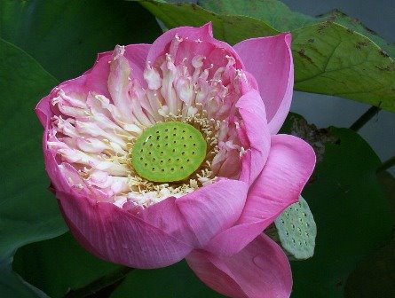 Picture of Lotus I took in Thailand