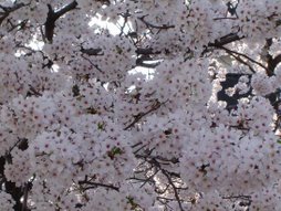 Sakura in Spring, Japan