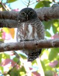 Asian-barred Owlet