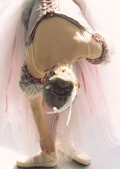 DANZA E NIENT'ALTRO