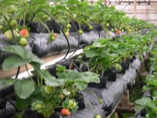 Greenhouse strawberry