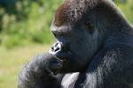 Gorila pensando