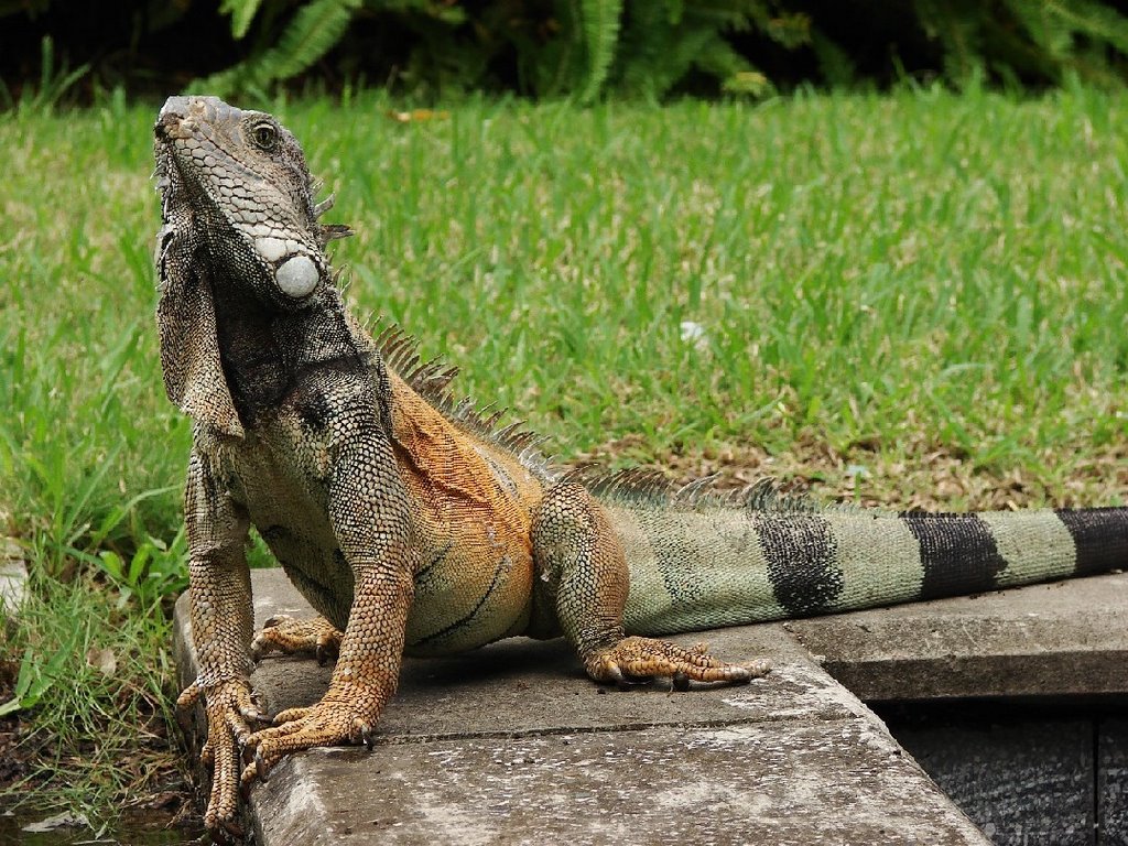 iguanas en la plaza