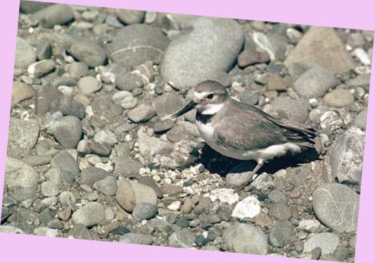 Wrybill with Chick