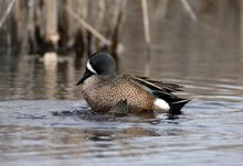 Mating Blue-winged teals2