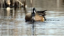 Mating Blue-winged teals