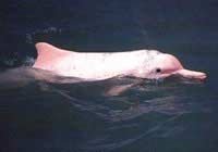 el delfin rosado  nuestro amigo