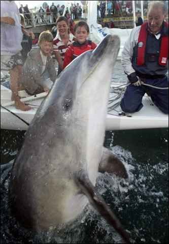 caza ilegal de delfines
