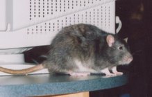 The Library Rat