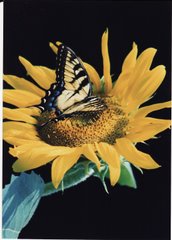 Butterfly on sunflower