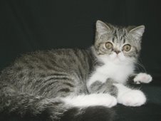 Brown Tabby & White Exotic Male (Neutered)