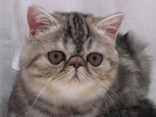 Silver Tabby Exotic Female