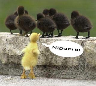 Negerfeindliche Enten:
