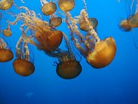 Jellyfish explosion