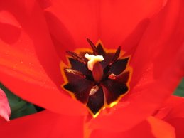 Tulipán del jardín