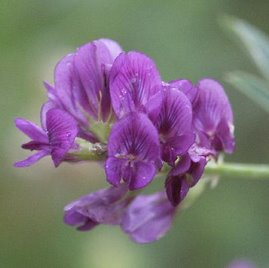 Flor de la Alfalfa