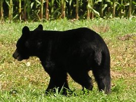 Bear Sighting in my backyard!